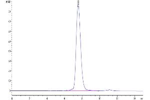 The purity of Human MICB is greater than 95 % as determined by SEC-HPLC.