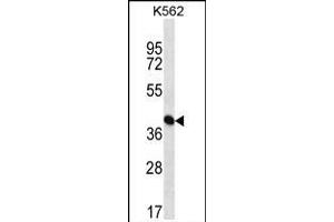 ICS Antibody (N-term) (ABIN656869 and ABIN2846073) western blot analysis in K562 cell line lysates (35 μg/lane). (PAICS anticorps  (N-Term))