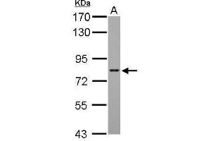 WB Image DRIL1 antibody [N2C2], Internal detects ARID3A protein by Western blot analysis.