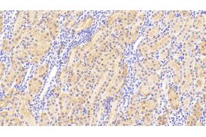 Detection of HMWK in Human Kidney Tissue using Polyclonal Antibody to High Molecular Weight Kininogen (HMWK) (Kininogen (HMW) anticorps  (AA 225-407))