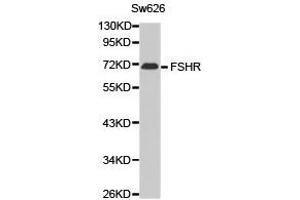 Western Blotting (WB) image for anti-Follicle Stimulating Hormone Receptor (FSHR) antibody (ABIN1872743) (FSHR anticorps)