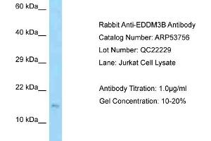 Western Blotting (WB) image for anti-Epididymal Protein 3B (EDDM3B) (Middle Region) antibody (ABIN2785559) (EDDM3B anticorps  (Middle Region))