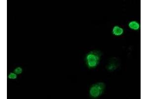 Anti-JUN mouse monoclonal antibody (ABIN2453809) immunofluorescent staining of COS7 cells transiently transfected by pCMV6-ENTRY JUN (RC209804). (C-JUN anticorps)