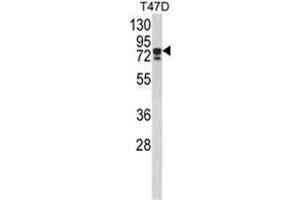Western blot analysis of KHSRP Antibody (N-term) in T47D cell line lysates (35ug/lane).