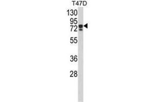 Western blot analysis of KHSRP Antibody (N-term) in T47D cell line lysates (35ug/lane). (KHSRP anticorps  (N-Term))