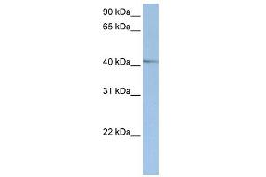 WB Suggested Anti-NR2E1 Antibody Titration:  0. (NR2E1 anticorps  (Middle Region))