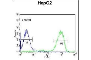 OPN1MW Antibody (N-term) (ABIN651110 and ABIN2840076) flow cytometric analysis of HepG2 K10cells (right histogram) compared to a negative control cell (left histogram). (OPN1MW anticorps  (N-Term))
