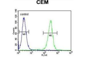 Flow cytometric analysis of CEM cells using  Musashi-1 Antibody (N-term) Cat. (MSI1 anticorps  (N-Term))