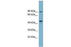 WB Suggested Anti-WIPI1 Antibody Titration: 0. (WIPI1 anticorps  (N-Term))