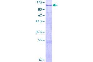 Image no. 1 for N-Deacetylase/N-Sulfotransferase (Heparan Glucosaminyl) 4 (NDST4) (AA 1-872) protein (GST tag) (ABIN1312203)