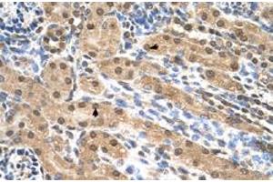 Immunohistochemical staining (Formalin-fixed paraffin-embedded sections) of human kidney with EIF3M polyclonal antibody  at 4-8 ug/mL working concentration. (Eukaryotic Translation Initiation Factor 3, Subunit M (EIF3M) (N-Term) anticorps)