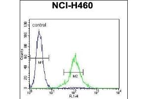 TME Antibody (C-term) 11713b flow cytometric analysis of NCI- cells (right histogram) compared to a negative control cell (left histogram).