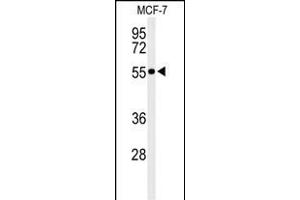 Western blot analysis of PRPF19 Antibody (N-term) (ABIN651064 and ABIN2840055) in MCF-7 cell line lysates (35 μg/lane). (PRP19 anticorps  (N-Term))