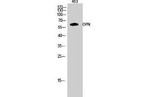 Western Blot (WB) analysis of 453 cells using OPN Polyclonal Antibody. (Osteopontin anticorps  (C-Term))
