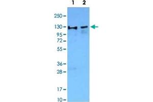 Western Blot analysis of Lane 1: Jurkat nuclear cell extracts and Lane 2: NIH/3T3 nuclear extracts with WDHD1 monoclonal antibody, clone 20G10  followed by HRP-conjugated goat anti-mouse IgG secondary antibody and visualized by chemiluminescence detection system. (WDHD1 anticorps  (C-Term))