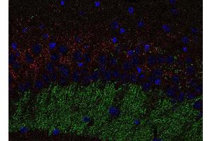 Indirect immunofluorescence labeling of PFA fixed, paraffin embedded mouse hippocampus section with anti-ZnT 3 (dilution 1 : 500; green) and mouse anti-VgluT 2 (, dilution 1 : 500; red).
