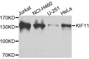 Western blot analysis of extracts of various cell lines, using KIF11 antibody. (KIF11 anticorps  (AA 797-1056))