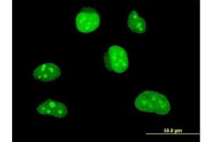 Immunofluorescence of monoclonal antibody to HLF on HeLa cell. (HLF anticorps  (AA 1-295))