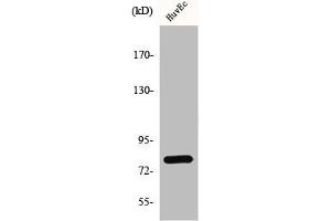 Western Blot analysis of HuvEc cells using GRK 2 Polyclonal Antibody