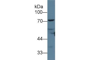 Detection of ANGPT1 in Rat Heart lysate using Polyclonal Antibody to Angiopoietin 1 (ANGPT1) (Angiopoietin 1 anticorps  (AA 21-228))