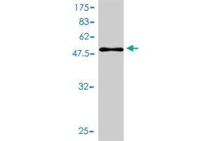 Western Blot detection against Immunogen (46.