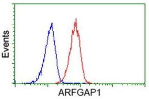 Image no. 6 for anti-ADP-Ribosylation Factor GTPase Activating Protein 1 (ARFGAP1) antibody (ABIN1496684) (ARFGAP1 anticorps)