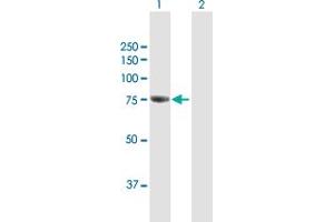 Western Blot analysis of GBE1 expression in transfected 293T cell line by GBE1 MaxPab polyclonal antibody.