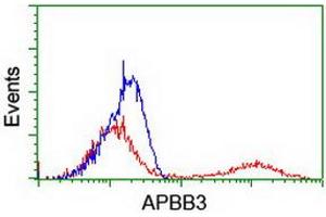 HEK293T cells transfected with either RC219752 overexpress plasmid (Red) or empty vector control plasmid (Blue) were immunostained by anti-APBB3 antibody (ABIN2455159), and then analyzed by flow cytometry. (APBB3 anticorps)