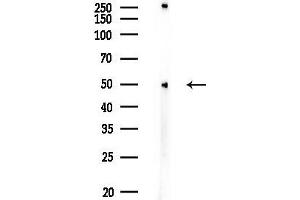anti-Autophagy related 4C Cysteine Peptidase (ATG4C) (N-Term) antibody
