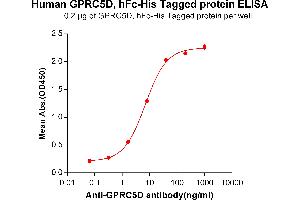 ELISA plate pre-coated by 2 μg/mL (100 μL/well) Human GPRC5D protein, hFc-His tagged protein (ABIN6961124) can bind Anti-GPRC5D Antibody in a linear range of 0. (GPRC5D Protein (Fc-His Tag))