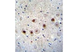 Formalin fixed and paraffin embedded human brain tissue stained with RBM14 Antibody (C-term) followed by peroxidase conjugation of the secondary antibody and DAB staining. (RBM14 anticorps  (C-Term))