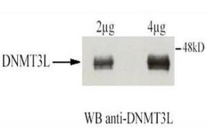 Affinity Purified Rabbit anti-DNMT3L was used at a 1:1,500 dilution to detect human DNMT3L by western blot after immunoprecipitation using the same antibody. (DNMT3L anticorps  (AA 152-164))