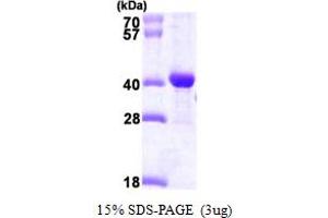 SDS-PAGE (SDS) image for DnaJ (Hsp40) Homolog, Subfamily B, Member 2 (DNAJB2) (AA 1-277) protein (His tag) (ABIN667269) (DNAJB2 Protein (AA 1-277) (His tag))