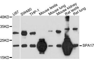 Western blot analysis of extract of various cells, using SPA17 antibody. (SPA17 anticorps)
