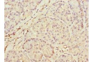 Immunohistochemistry of paraffin-embedded human pancreatic tissue using ABIN7159424 at dilution of 1:100 (MEST anticorps  (AA 146-335))