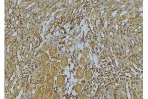 ABIN6273009 at 1/100 staining Mouse kidney tissue by IHC-P.