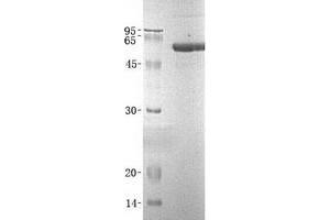 Validation with Western Blot