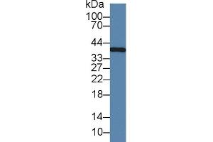 Detection of IL1a in Caprine Liver lysate using Monoclonal Antibody to Interleukin 1 Alpha (IL1a)
