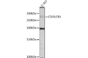 Western blot analysis of extracts of U-937 cells, using CD35/CD35/CR1 antibody (ABIN6130075, ABIN6138990, ABIN6138991 and ABIN6214176) at 1:1000 dilution. (CD35 anticorps  (AA 420-550))
