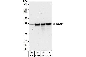 Western Blotting (WB) image for anti-Minichromosome Maintenance Complex Component 2 (MCM2) (AA 1-50) antibody (ABIN7449234) (MCM2 anticorps  (AA 1-50))