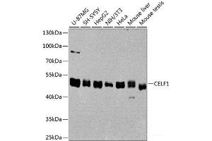 Western blot analysis of extracts of various cell lines using CELF1 Polyclonal Antibody at dilution of 1:1000. (CELF1 anticorps)
