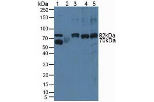 Western blot analysis of (1) Rat Serum, (2) Rat Testis Tissue, (3) Human HeLa cells, (4) Human A431 Cells and (5) Human Jurkat Cells.