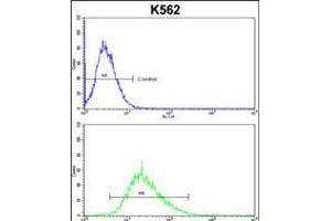 Flow cytometric analysis of k562 cells (bottom histogram) compared to a negative control cell (top histogram). (ITM2A anticorps  (N-Term))