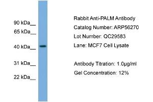 WB Suggested Anti-PALM  Antibody Titration: 0. (Paralemmin anticorps  (N-Term))