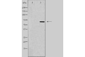 Western blot analysis of extracts from RAW264. (VGF anticorps  (Internal Region))