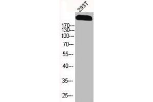 Western Blot analysis of 293T cells using Na+ CP type IXα Polyclonal Antibody