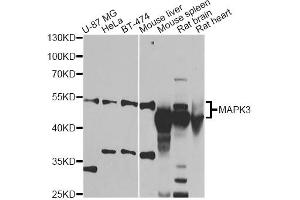 Western blot analysis of extracts of various cell lines, using MAPK8 antibody (ABIN1873631) at 1:1000 dilution. (JNK anticorps)