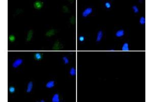 Immunofluorescence of Rabbit Anti-Histone H3 [Dimethyl Lys37] Antibody. (Histone 3 anticorps  (H3K37me2))