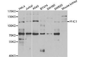 Western blot analysis of extracts of various cell lines, using PHC1 antibody. (PHC1 anticorps)