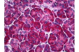 Anti-Calreticulin antibody IHC of human pancreas.